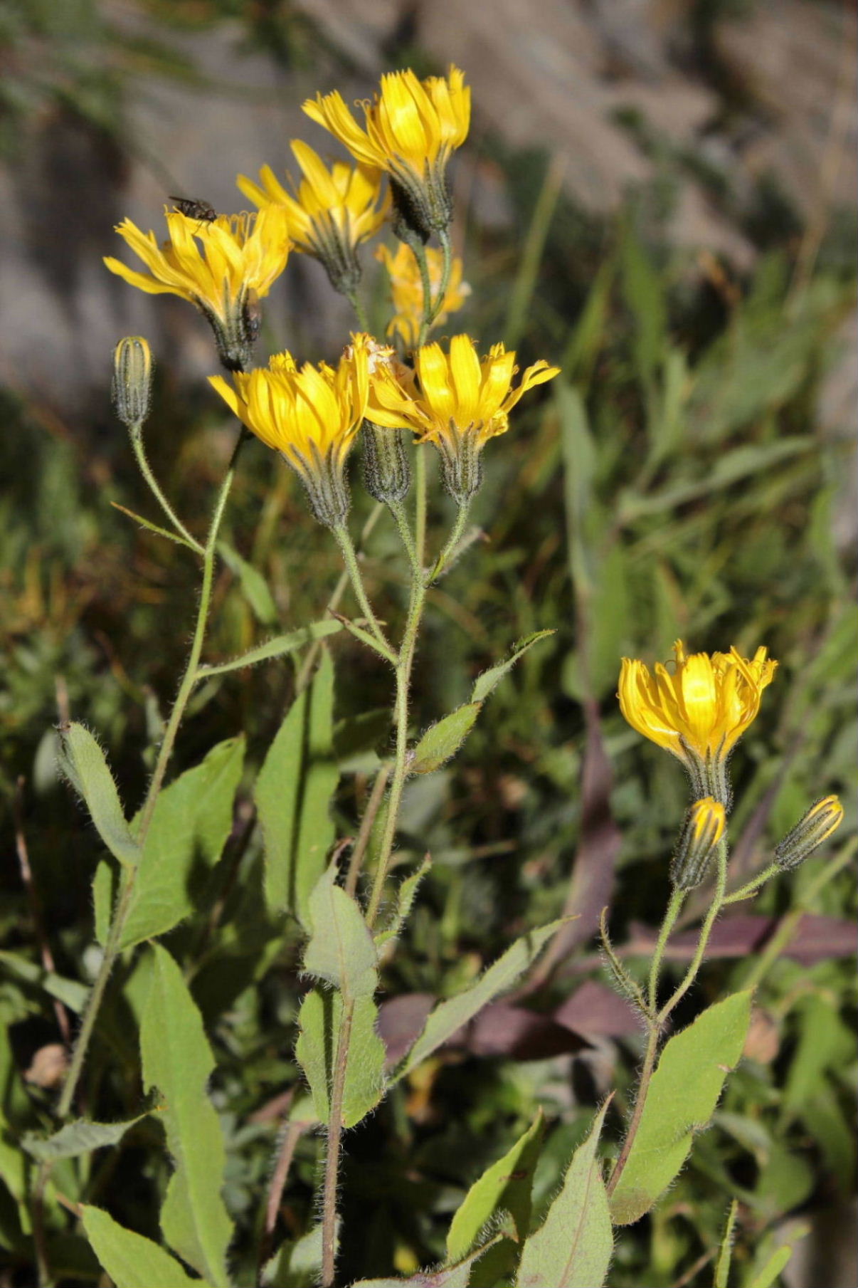 Asteracea - Hieracium sp.